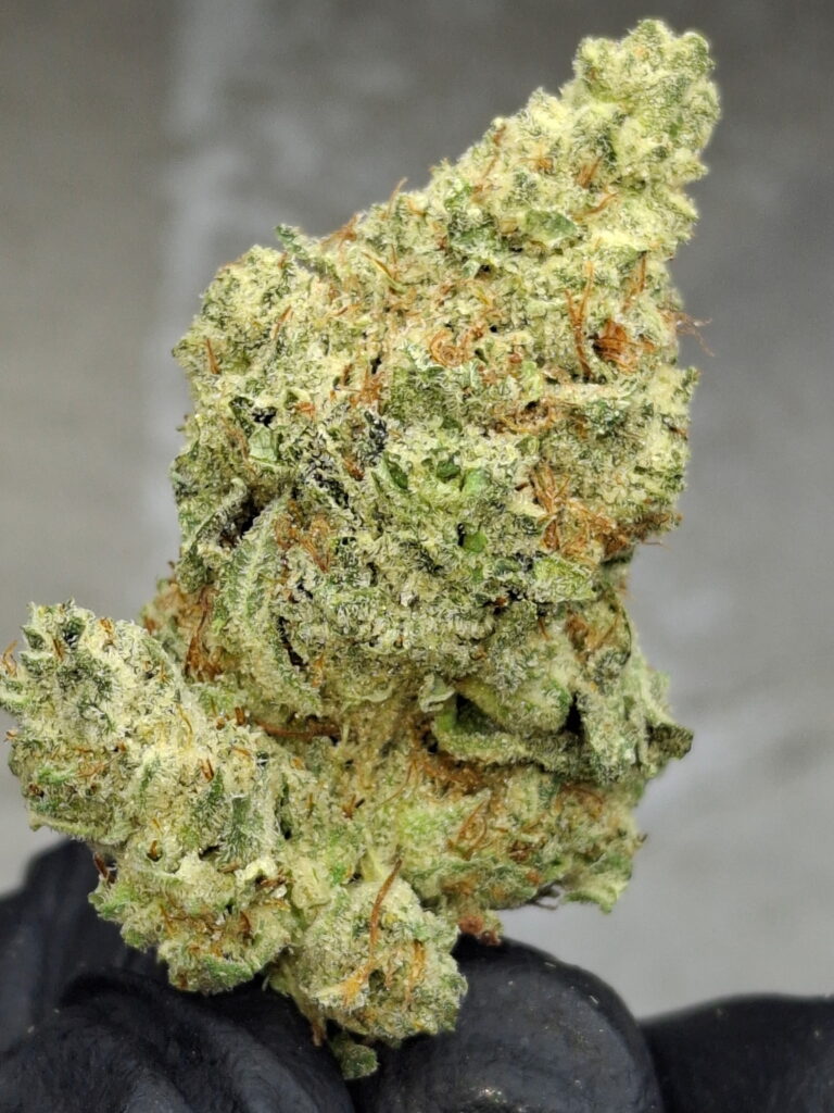 ELMER'S GLUE