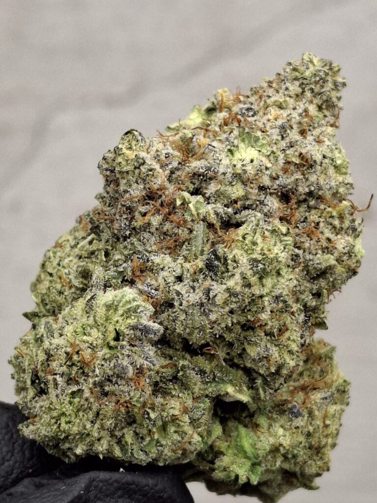 GORRILA GLUE#4
