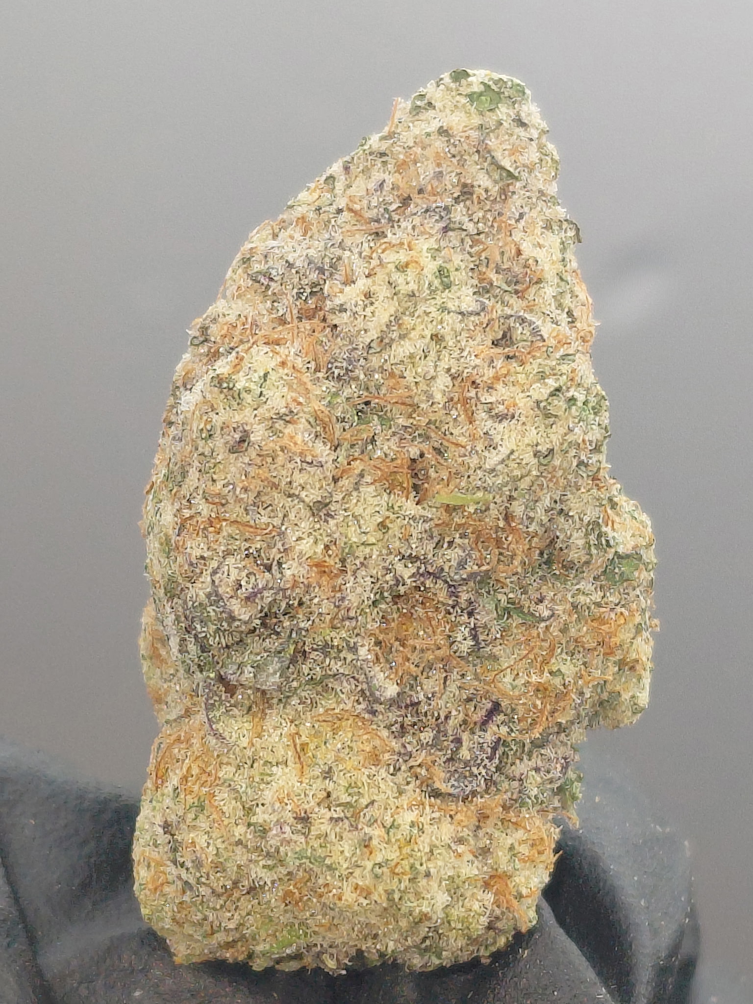 GRAPE VAMPIRE