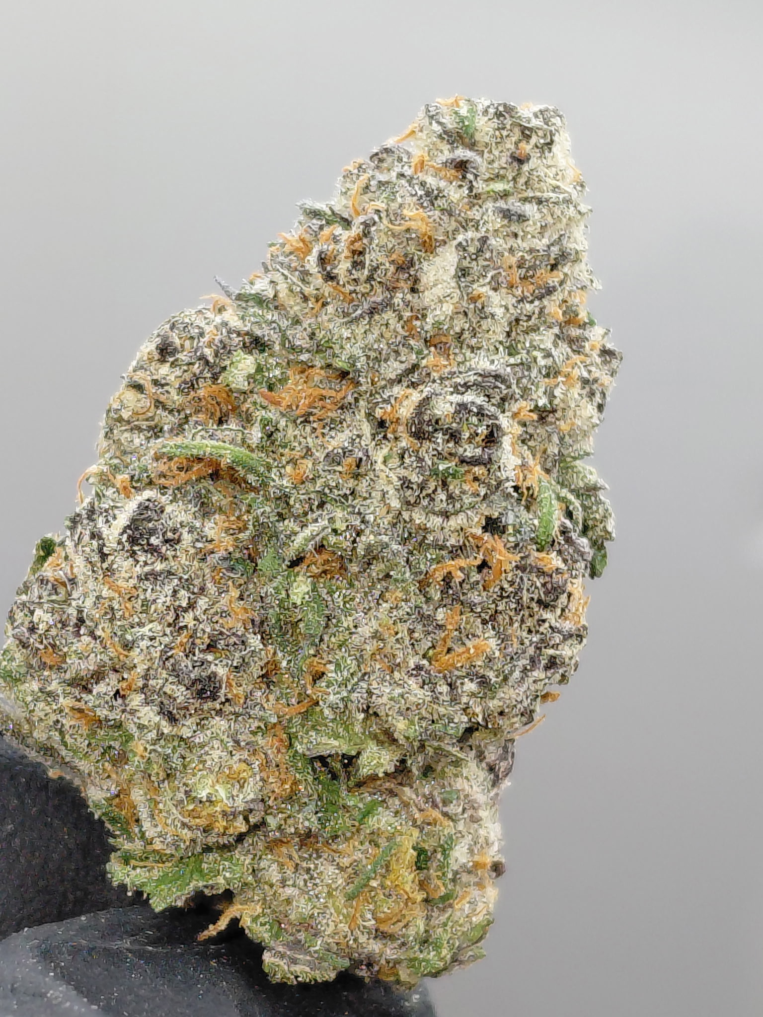 BISCOTTI (2)