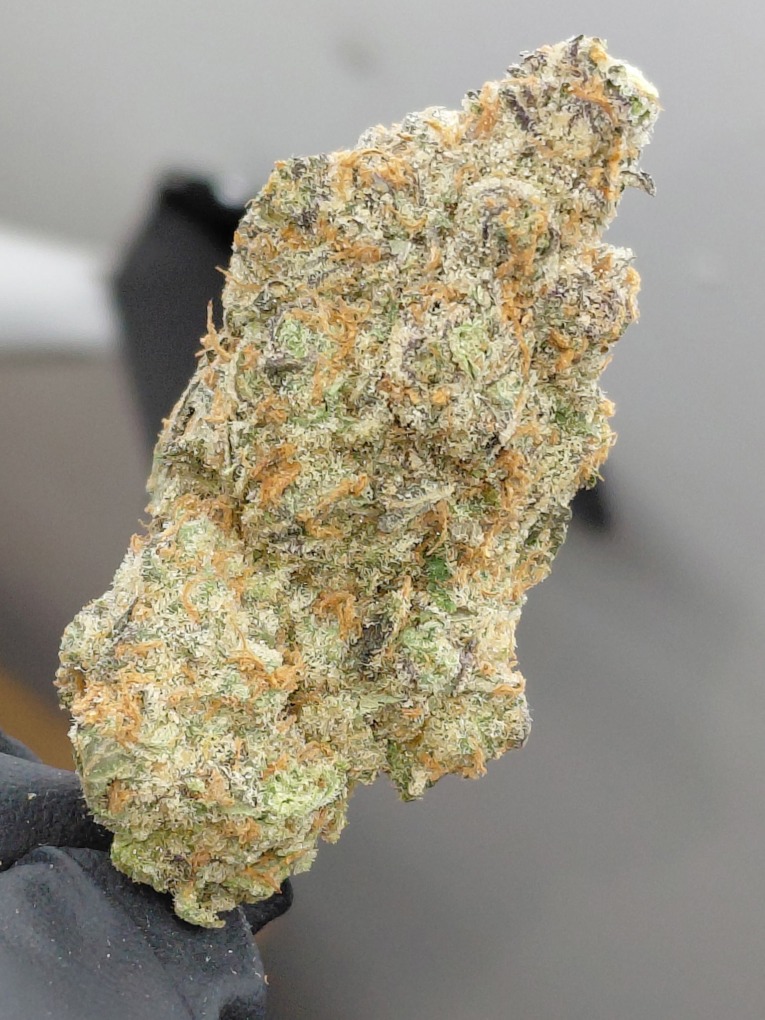 GOUDA BERRY