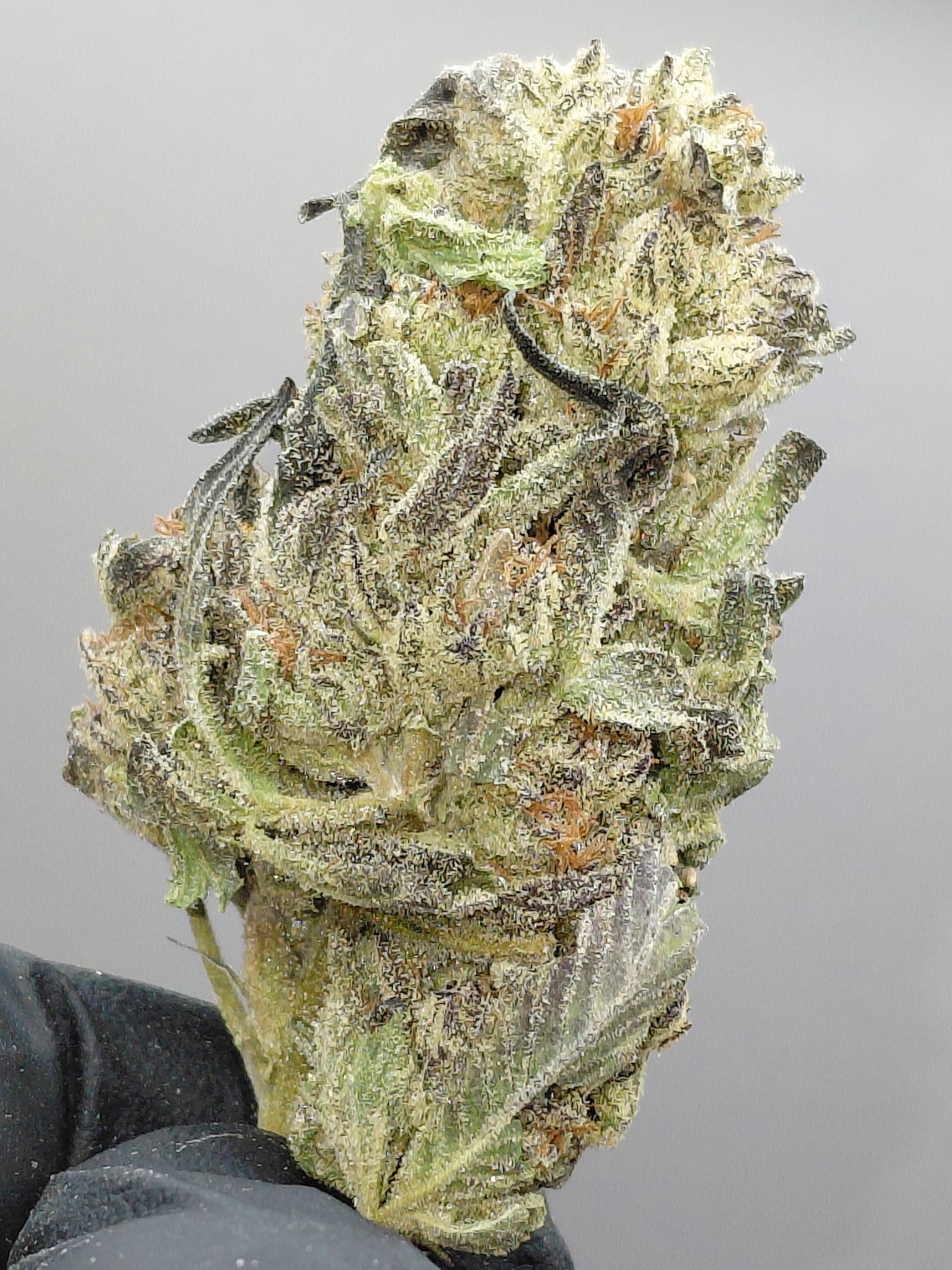 GRAPE STAR