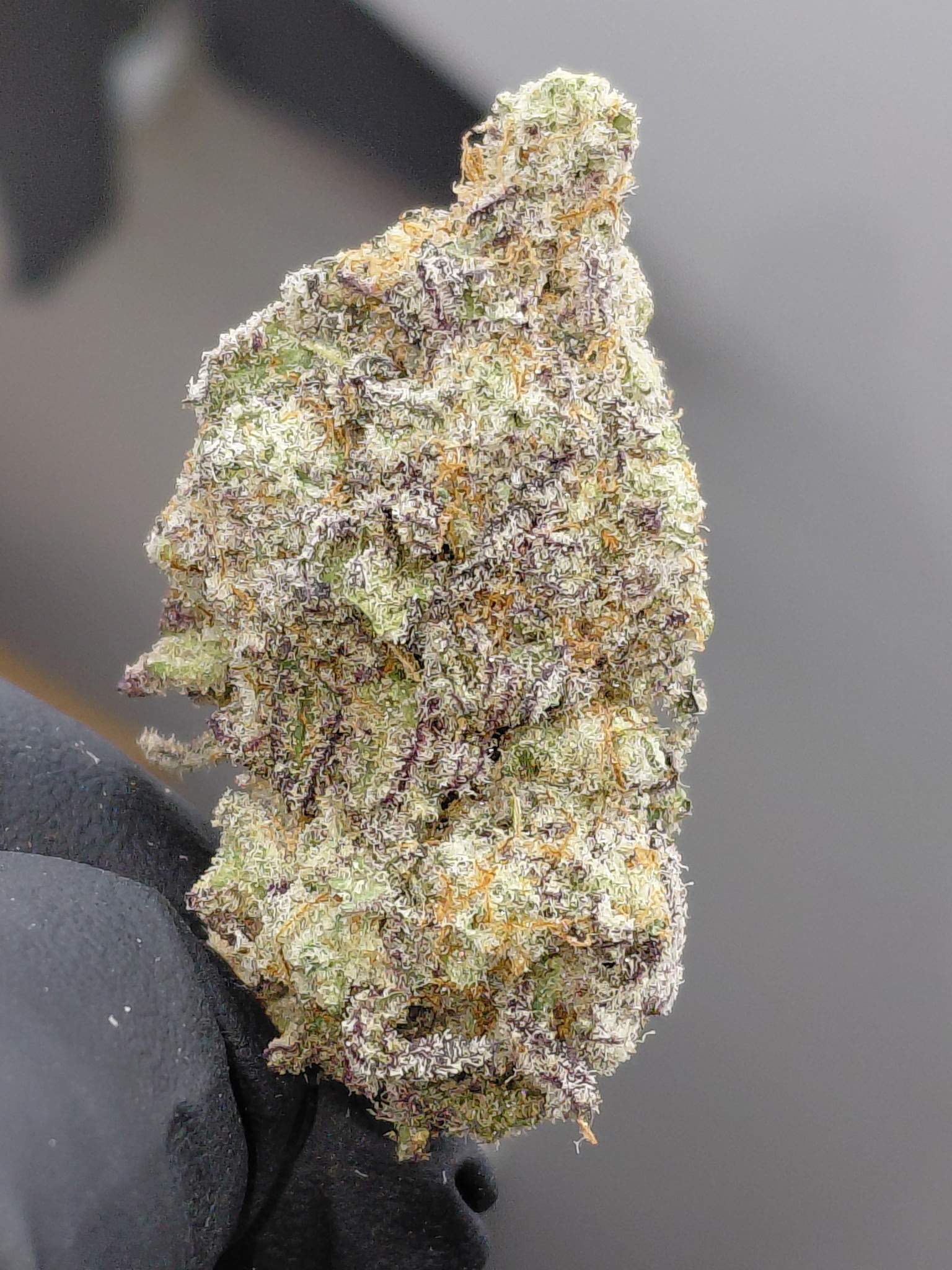 PURPLE BIG M.A.C.