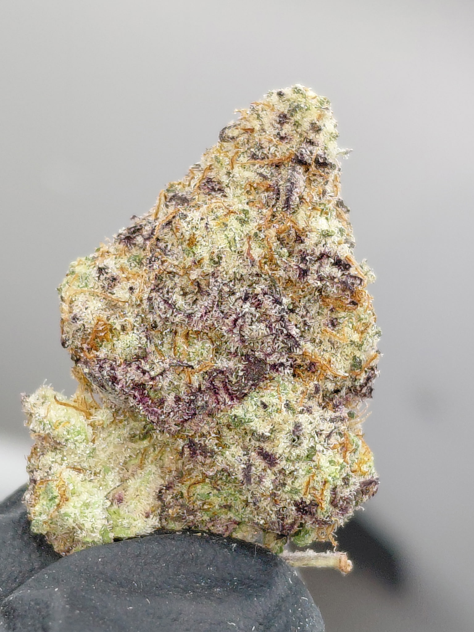 PURPLE M.A.C.