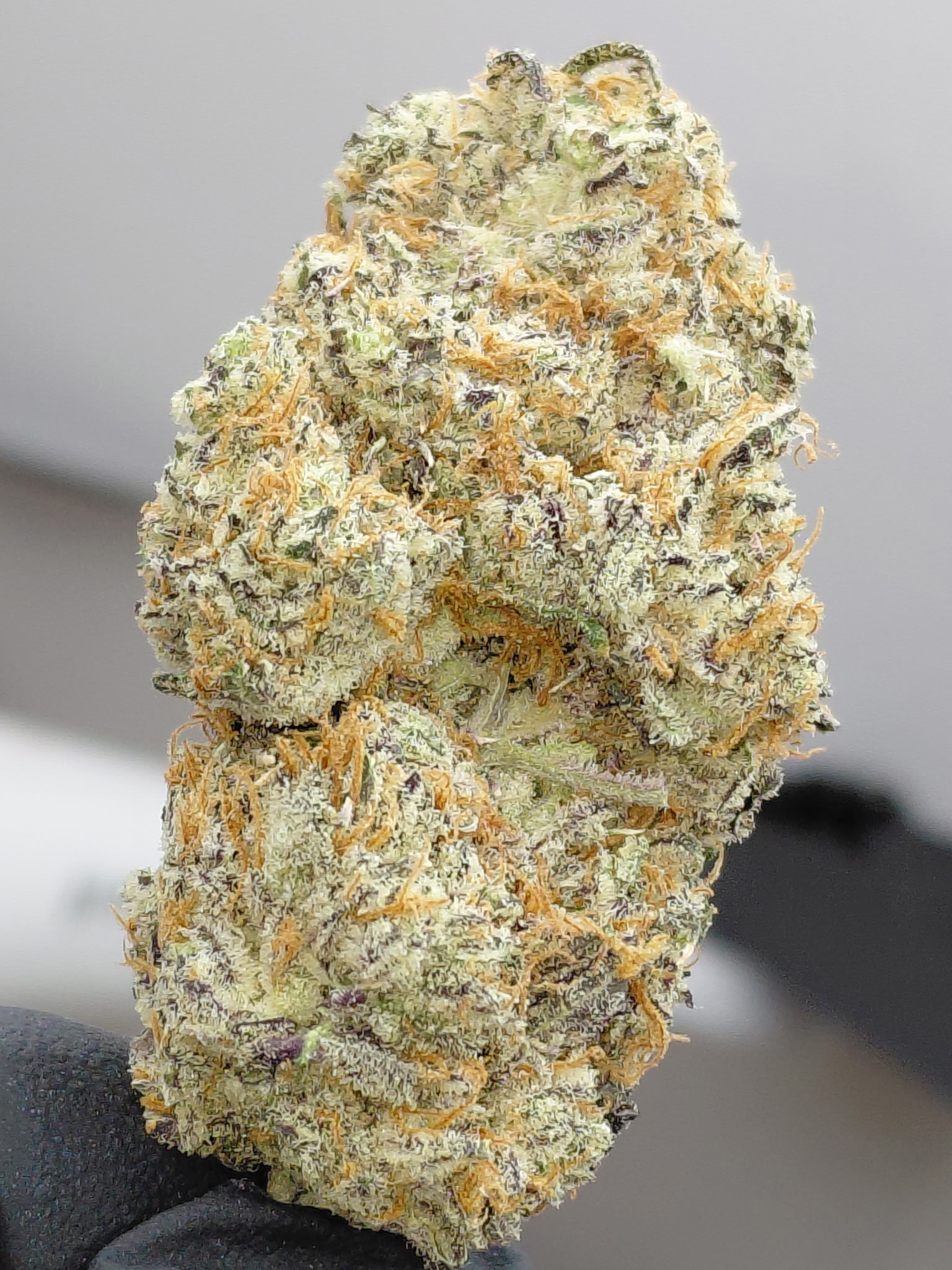 WHITE ZOMBIE