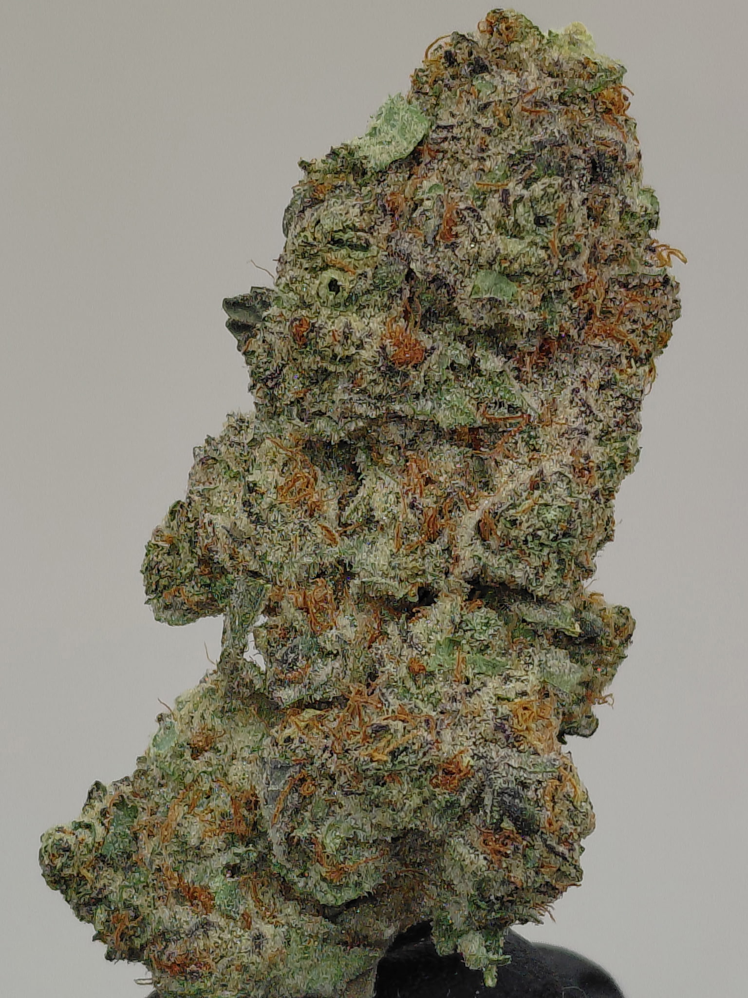 ANIMAL GAS