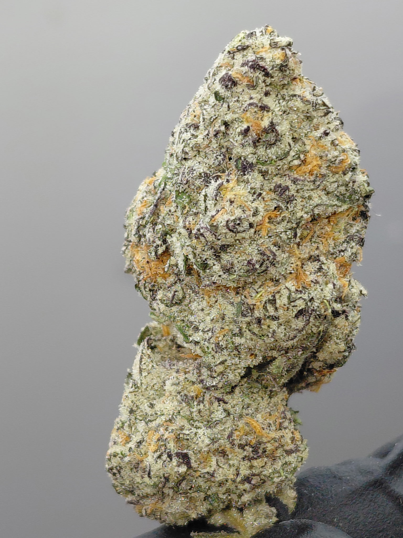 PURPLE CHAMPAGNE BIGS
