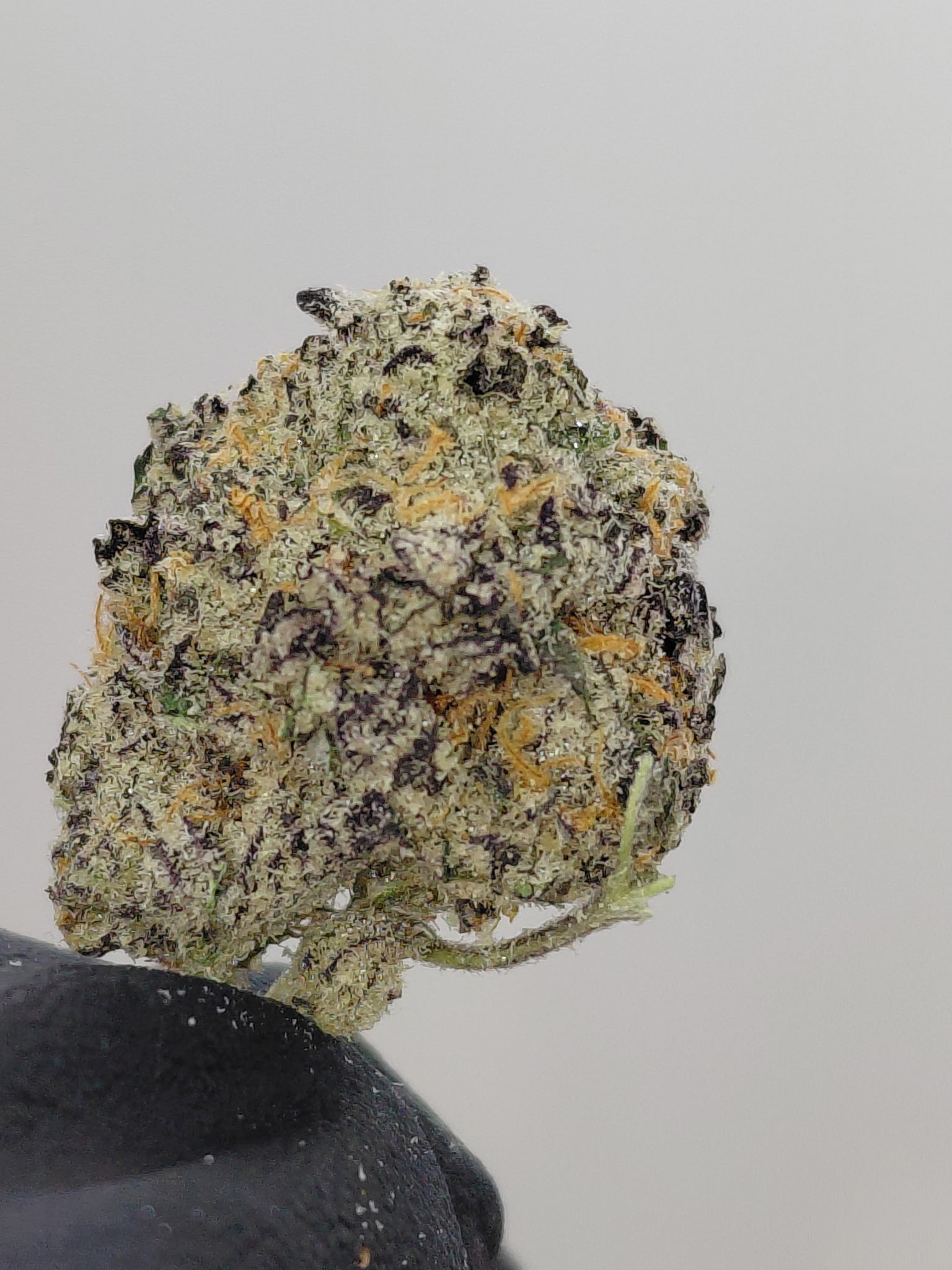 PURPLE CHAMPAGNE SMALLS