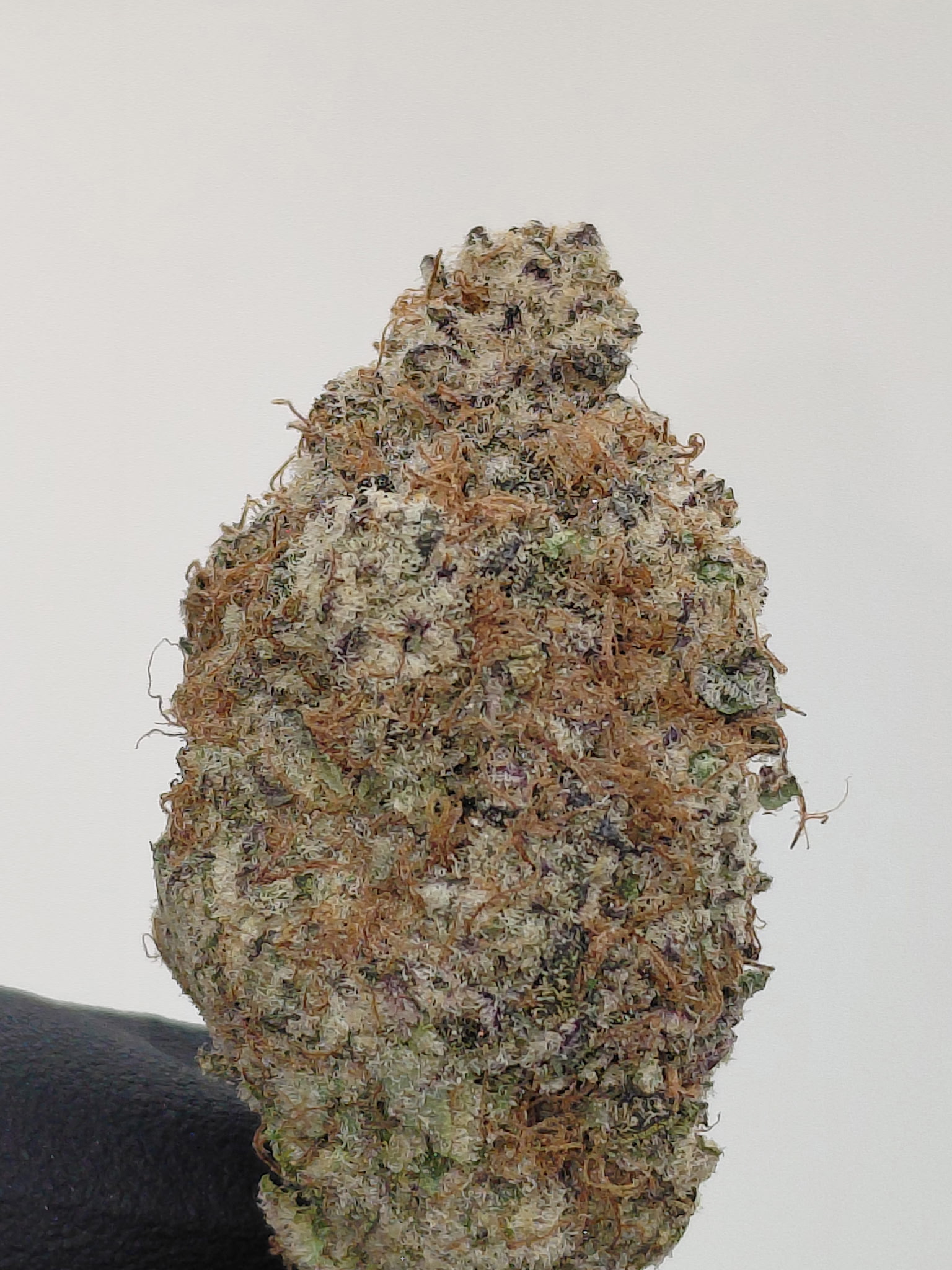 white truffle